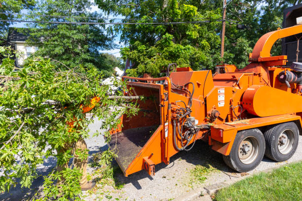 The Steps Involved in Our Tree Care Process in Fishersville, VA